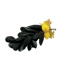 GRAPPES DE MOULES AVEC CITRON 81050 L2G