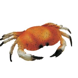 CRABE FACTICE PETIT MODELE 81861 L2G