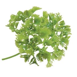 BOTTE DE PERSIL (PAQUET DE 12 PCS) 84485 L2G