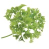 BOTTE DE PERSIL (PAQUET DE 12 PCS) 84485 L2G